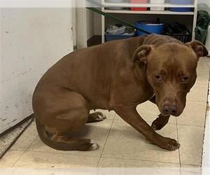 American Pit Bull Terrier Dogs for adoption in San Andreas, CA, USA