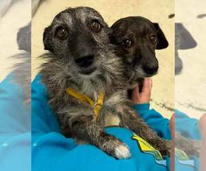 Dachshund-Unknown Mix Dogs for adoption in Martinsburg, WV, USA