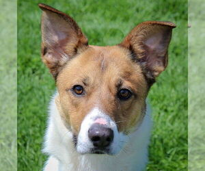 Collie-German Shepherd Dog Mix Dogs for adoption in Huntley, IL, USA