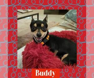 Chihuahua Dogs for adoption in Littleton, CO, USA