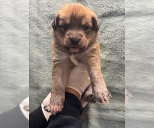 Mutt Dogs for adoption in Riverside, CA, USA