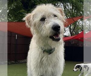 Great Pyrenees-Poodle (Miniature) Mix Dogs for adoption in Rockwall, TX, USA