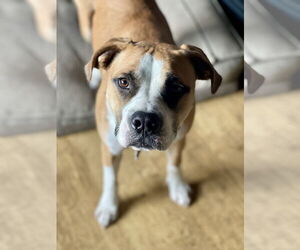 Boxer-Unknown Mix Dogs for adoption in Mount Laurel, NJ, USA
