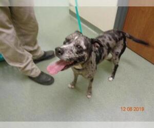 Catahoula Leopard Dog Dogs for adoption in Lee's Summit, MO, USA