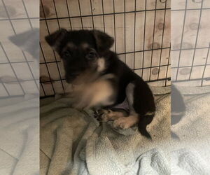 German Shepherd Dog-Unknown Mix Dogs for adoption in Seattle, WA, USA