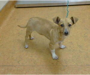 Chihuahua Dogs for adoption in Sacramento, CA, USA