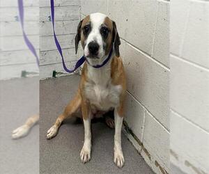 Beagle-Unknown Mix Dogs for adoption in San Bernardino, CA, USA