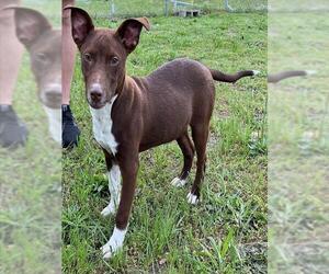 Huskies -Unknown Mix Dogs for adoption in Augusta, GA, USA