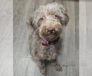 Poodle (Standard)-Unknown Mix Dogs for adoption in Lakewood, CO, USA