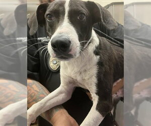 Labrador Retriever-Unknown Mix Dogs for adoption in Corpus Christi, TX, USA