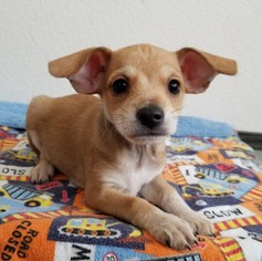 Medium Photo #1 Mutt Puppy For Sale in Stockton, CA, USA