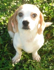 Beagle Dogs for adoption in Commerce, GA, USA