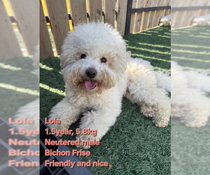 Bichon Frise Dogs for adoption in Agoura Hills, CA, USA