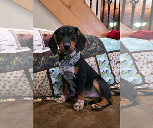 Miniature Pinscher-Unknown Mix Dogs for adoption in New London, WI, USA