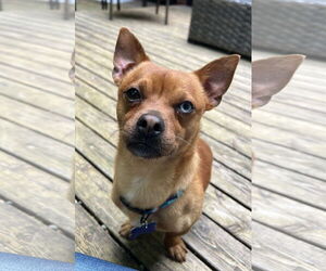 Chihuahua-Unknown Mix Dogs for adoption in Bellevue, WA, USA