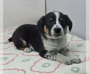 Australian Shepherd-Unknown Mix Dogs for adoption in Brewster, NY, USA