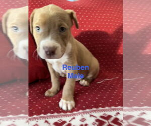 Mutt Dogs for adoption in Jackson Township, NJ, USA