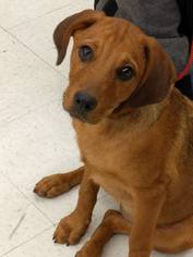 Medium Photo #1 Redbone Coonhound-Unknown Mix Puppy For Sale in Von Ormy, TX, USA
