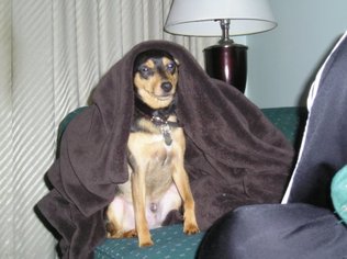 Miniature Pinscher-Unknown Mix Dogs for adoption in Canal Winchester, OH, USA