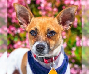 Rat-Cha Dogs for adoption in Sunnyvale, CA, USA
