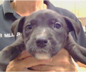 American Pit Bull Terrier-Unknown Mix Dogs for adoption in Sacramento, CA, USA