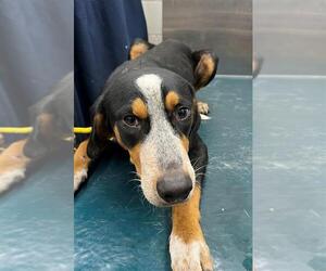 Treeing Walker Coonhound-Unknown Mix Dogs for adoption in Mobile, AL, USA