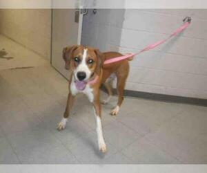 Treeing Walker Coonhound Dogs for adoption in Augusta, GA, USA