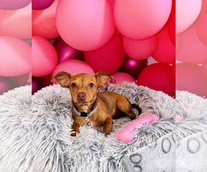 Chiweenie Dogs for adoption in Valrico, FL, USA