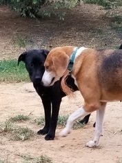 English Foxhound Dogs for adoption in Dalzell, SC, USA