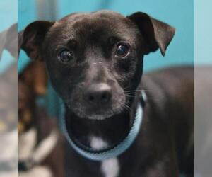 Chihuahua-Unknown Mix Dogs for adoption in San Antonio, TX, USA