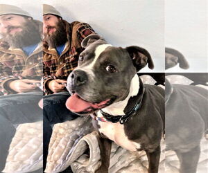 American Pit Bull Terrier-American Staffordshire Terrier Mix Dogs for adoption in Dallas, TX, USA