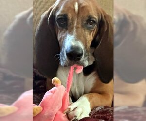 Basset Hound Dogs for adoption in Deepwater, NJ, USA