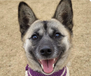 Unknown-pomeranian spitz Mix Dogs for adoption in San Ramon, CA, USA