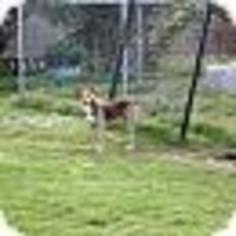 Alaskan Husky-Unknown Mix Dogs for adoption in Hankamer, TX, USA