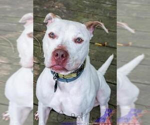 Dogo Argentino Dogs for adoption in Towson, MD, USA