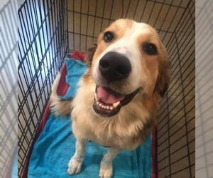 Border Collie Dogs for adoption in Dallas, TX, USA