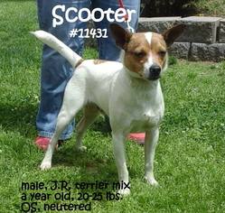 Jack Russell Terrier-Unknown Mix Dogs for adoption in Huntington, WV, USA