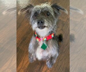 Care-Tzu Dogs for adoption in Clarkston, MI, USA