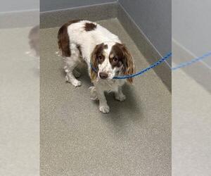 Cocker Spaniel-Unknown Mix Dogs for adoption in Las Vegas, NV, USA