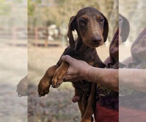 Doberman Pinscher Dogs for adoption in Wakefield, RI, USA