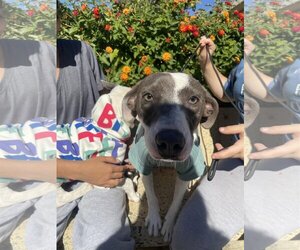 American Pit Bull Terrier-Unknown Mix Dogs for adoption in Fresno, CA, USA