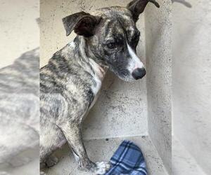 Unknown-Whippet Mix Dogs for adoption in St. Cloud, FL, USA