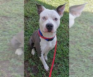 American Staffordshire Terrier Dogs for adoption in Fort Lauderdale, FL, USA