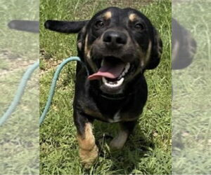 Dachshund-Unknown Mix Dogs for adoption in Mundelein, IL, USA