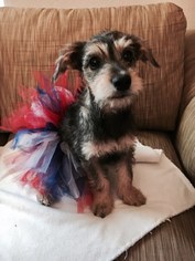 Mutt Dogs for adoption in Los Banos, CA, USA