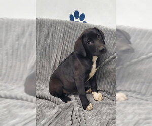 Mutt Dogs for adoption in Lake City, MI, USA