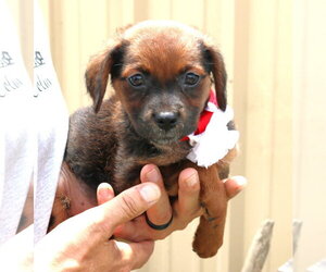 Australian Shepherd Dogs for adoption in Bandera, TX, USA