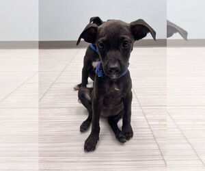 Labrador Retriever-Unknown Mix Dogs for adoption in Holly Springs, NC, USA