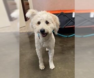 Goldendoodle (Miniature) Dogs for adoption in Rockwall, TX, USA