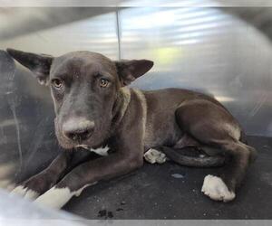 American Staffordshire Terrier-Unknown Mix Dogs for adoption in San Antonio, TX, USA